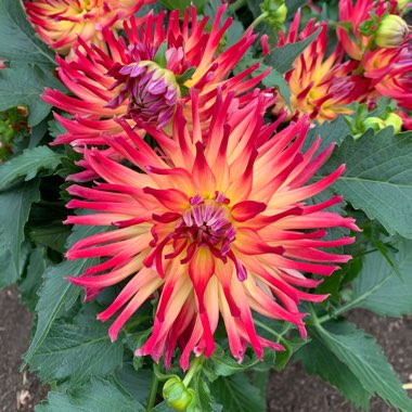 Dahlia 'Nuit d'ete'
