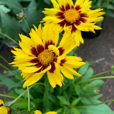 Tickseed 'Golden Joy'
