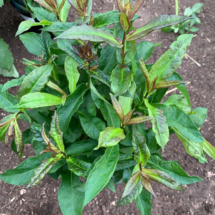 Plant image Phlox paniculata 'Valentina'