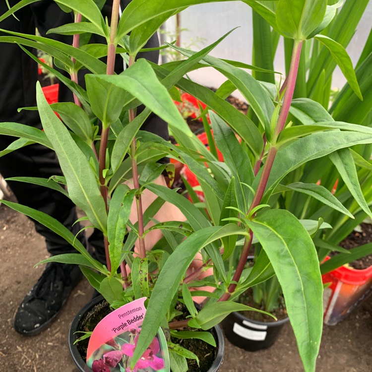 plant image 1347900