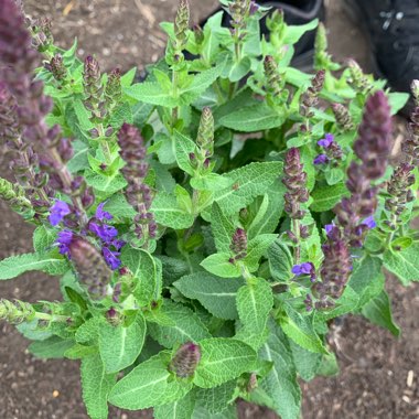 Salvia 'Deep Blue'