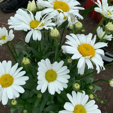 Argyranthemum 'Maria'