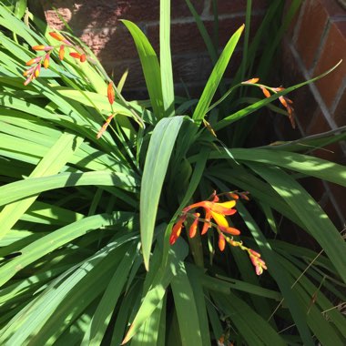 Montbretia