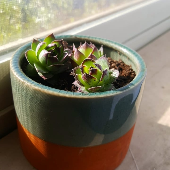 Plant image Aeonium Cornish Pixie