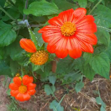 Mexican Sunflower