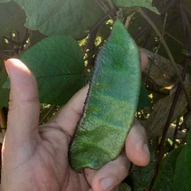 Hyacinth Bean