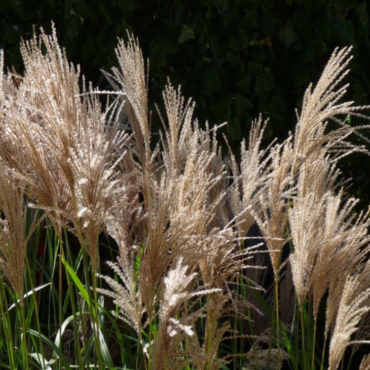 Plant image Miscanthus sinensis 'Malepartus'