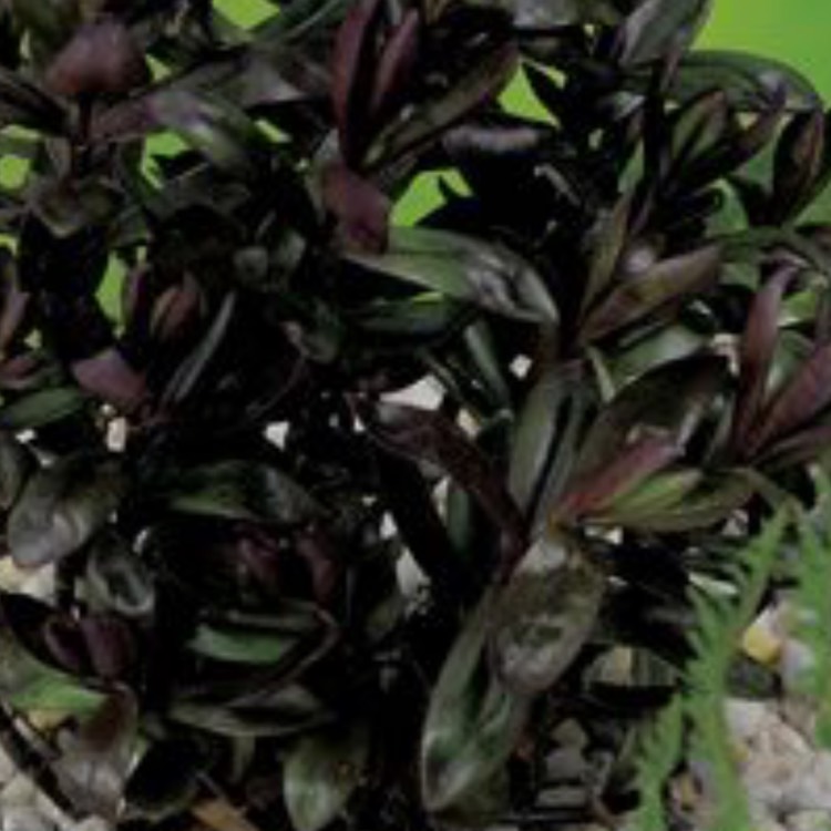 Plant image Hebe 'Black Beauty'