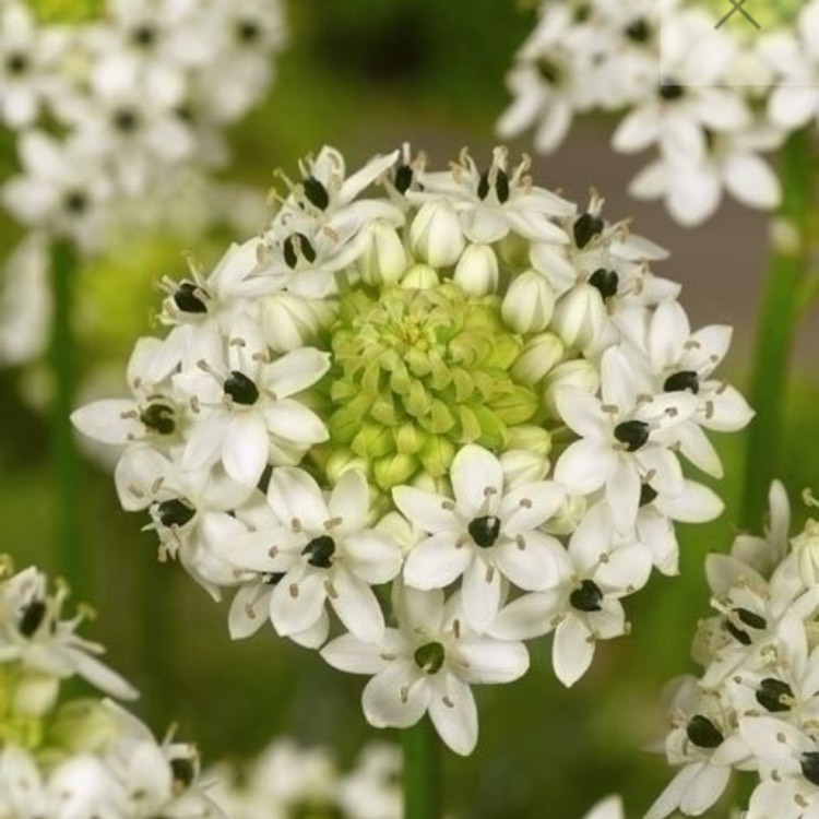 Plant image Ornithogalum saundersiae
