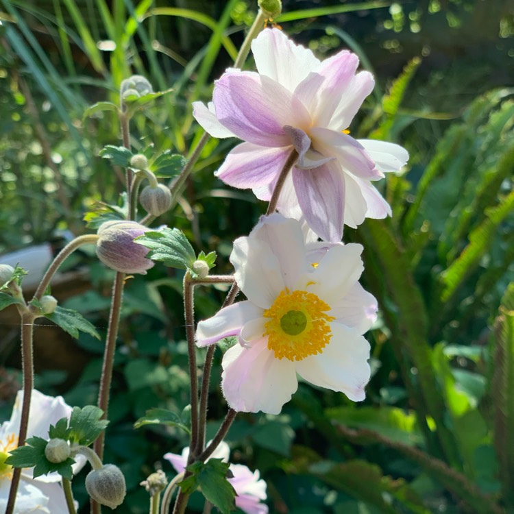 Plant image Anemone 'Ruffled Swan'