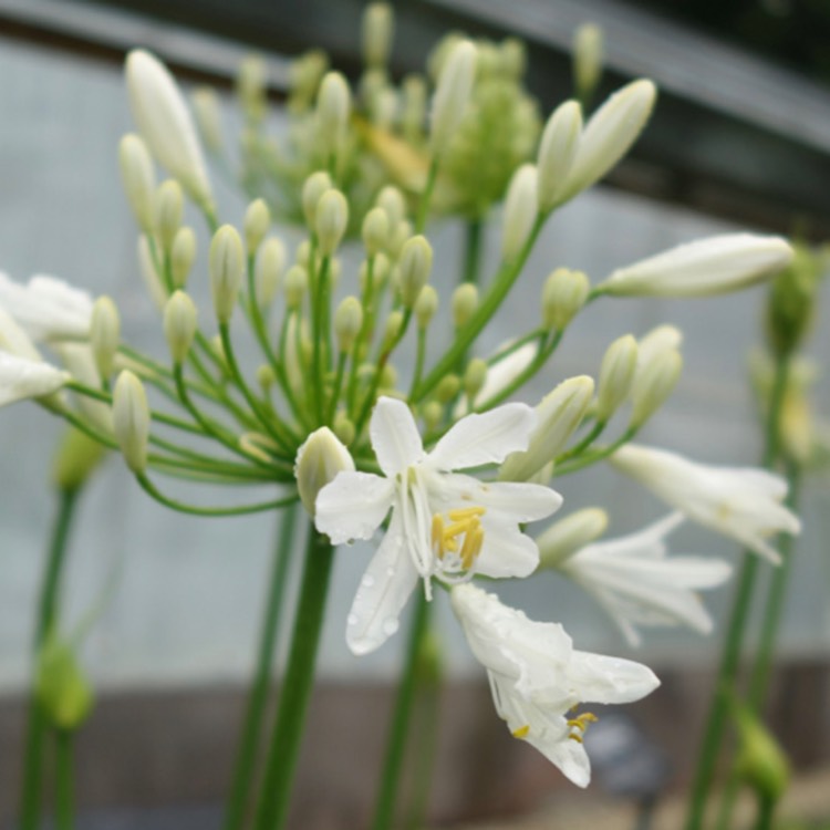 plant image 1224074
