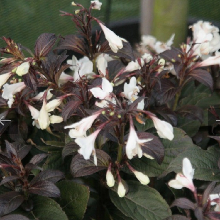 Plant image Weigela 'Velda' syn. Weigela 'Ebony and Ivory', Weigela 'Tuxedo'