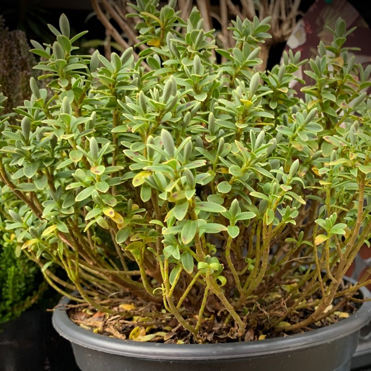 Plant image Hebe topiaria