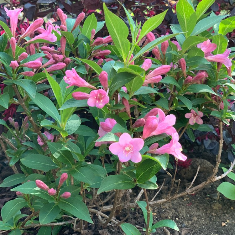 plant image 1323002