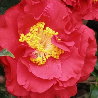 Camellia 'Blood of China'