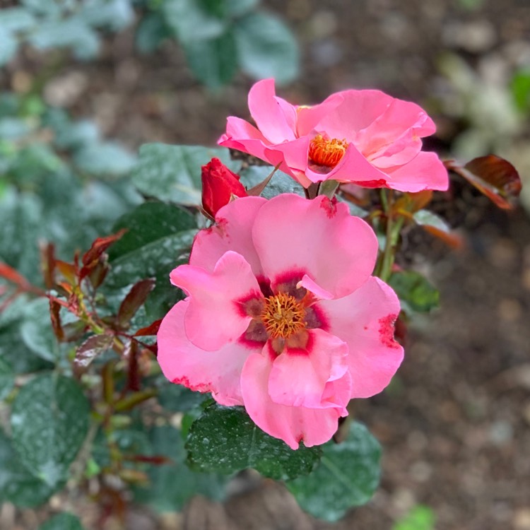 plant image 1336923