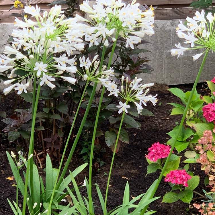 plant image 1370418