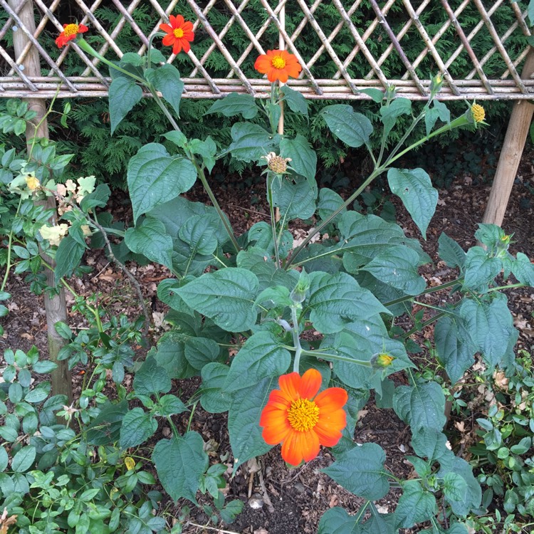 plant image 610442