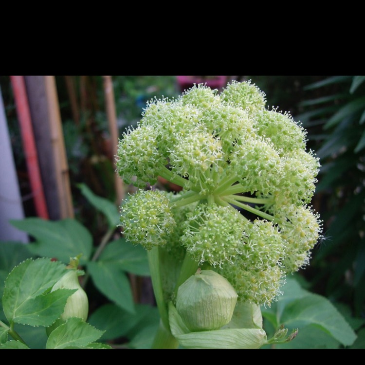 Plant image Angelica archangelica; syn Angelica officinalis