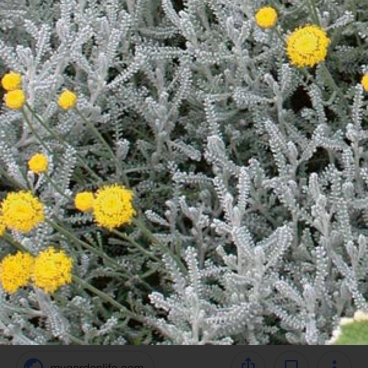 Plant image Santolina Champaecyparissus 'Nana'