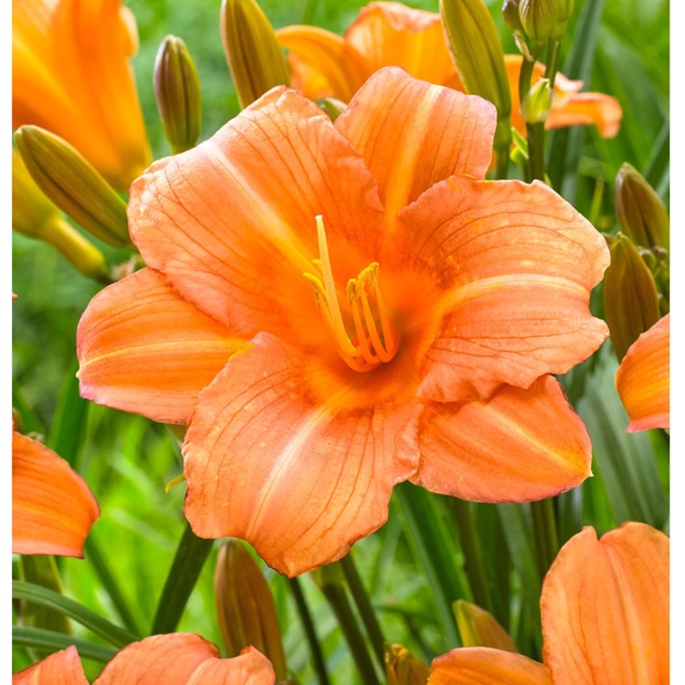 plant image 620017