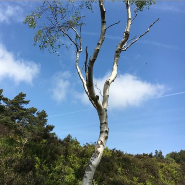 Plant image Betula pendula 'Silver Grace'