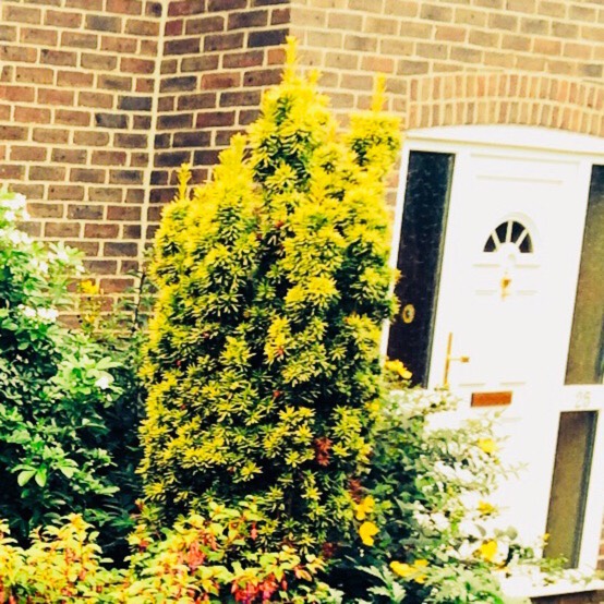 Plant image Taxus baccata 'Fastigiata'