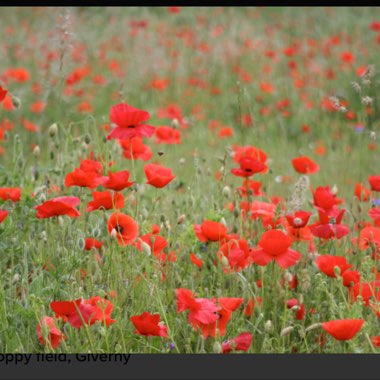 Papaver rhoeas
