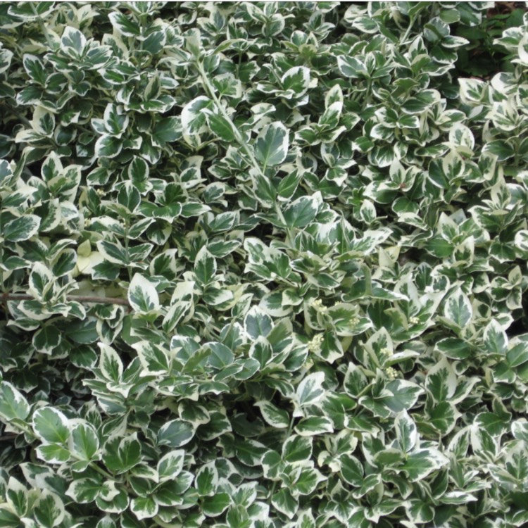 Plant image Euonymus fortunei 'Silver Queen'