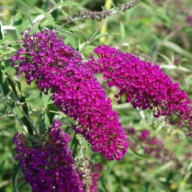plant image 621730