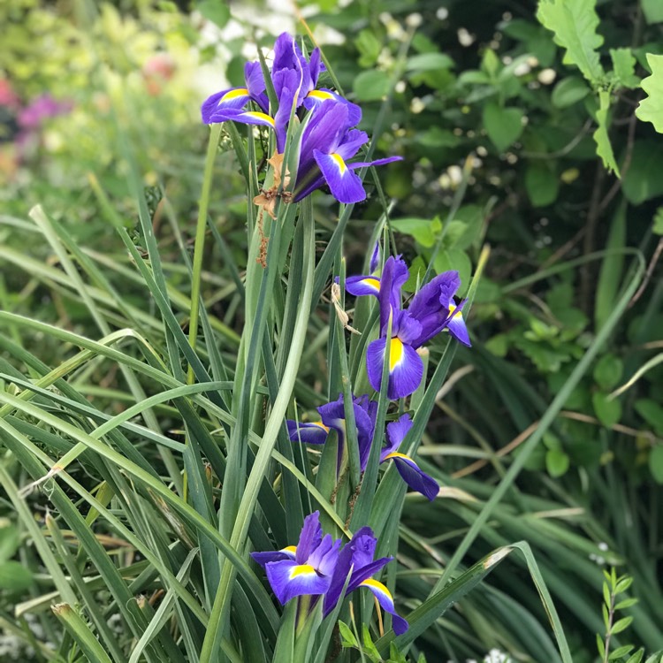 Plant image Iris x hollandica 'Sapphire Beauty'