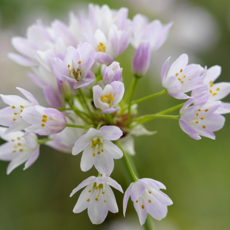 Plant image Allium roseum