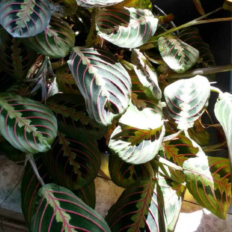 plant image 248916