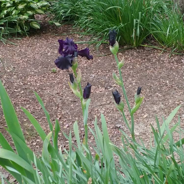 Plant image Iris x germanica 'Black Dragon'