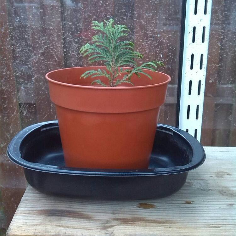 Plant image Thuja plicata 'Forever Goldy'