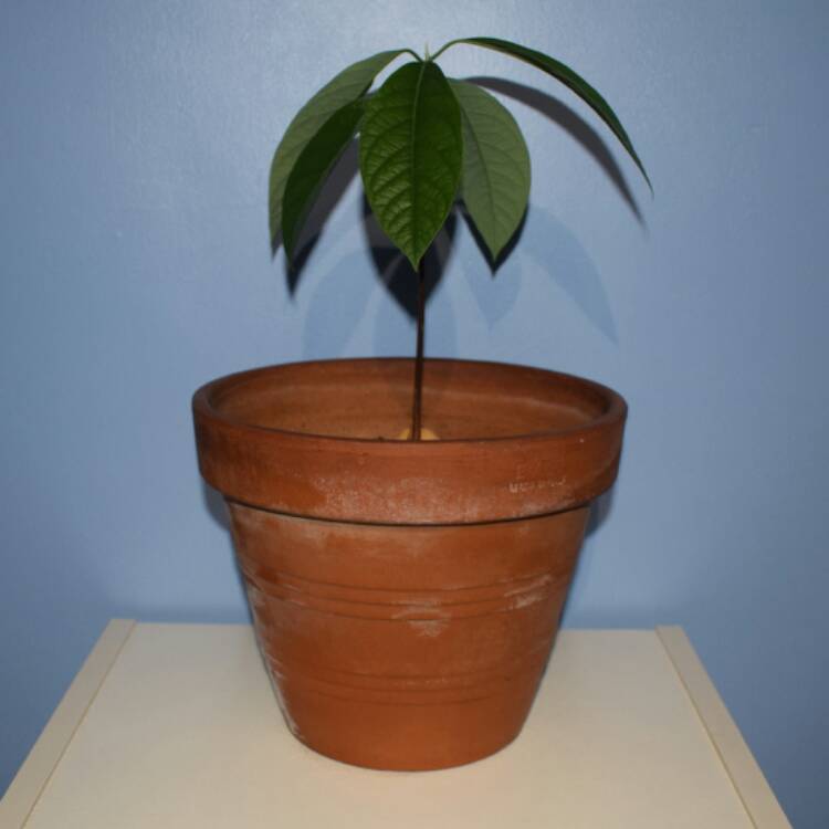 plant image 325544 plant image 325544