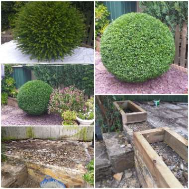 Graeme's garden