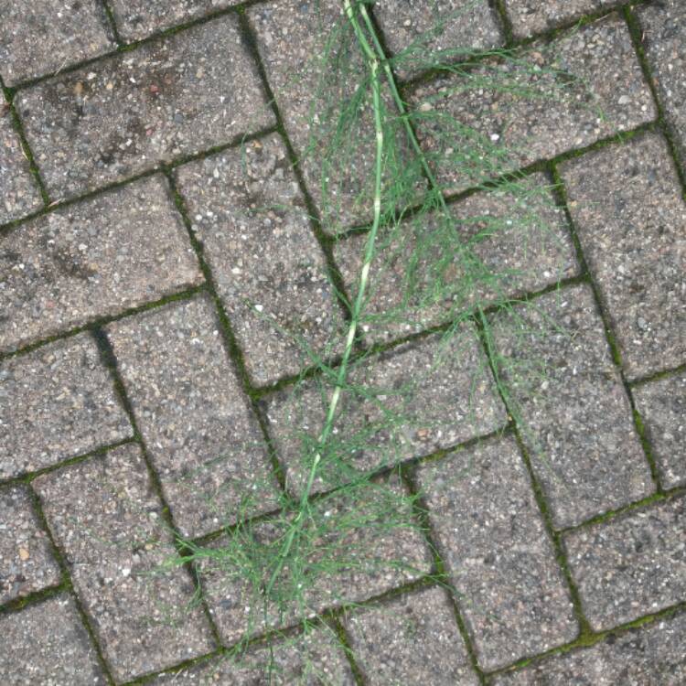 Plant image Equisetum arvense