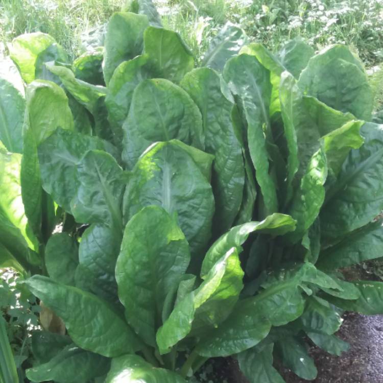 Plant image Lysichiton americanus