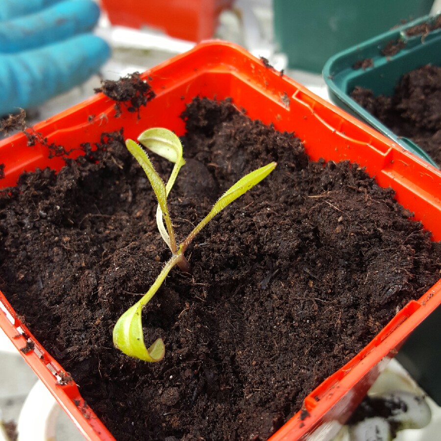 Rhian's garden