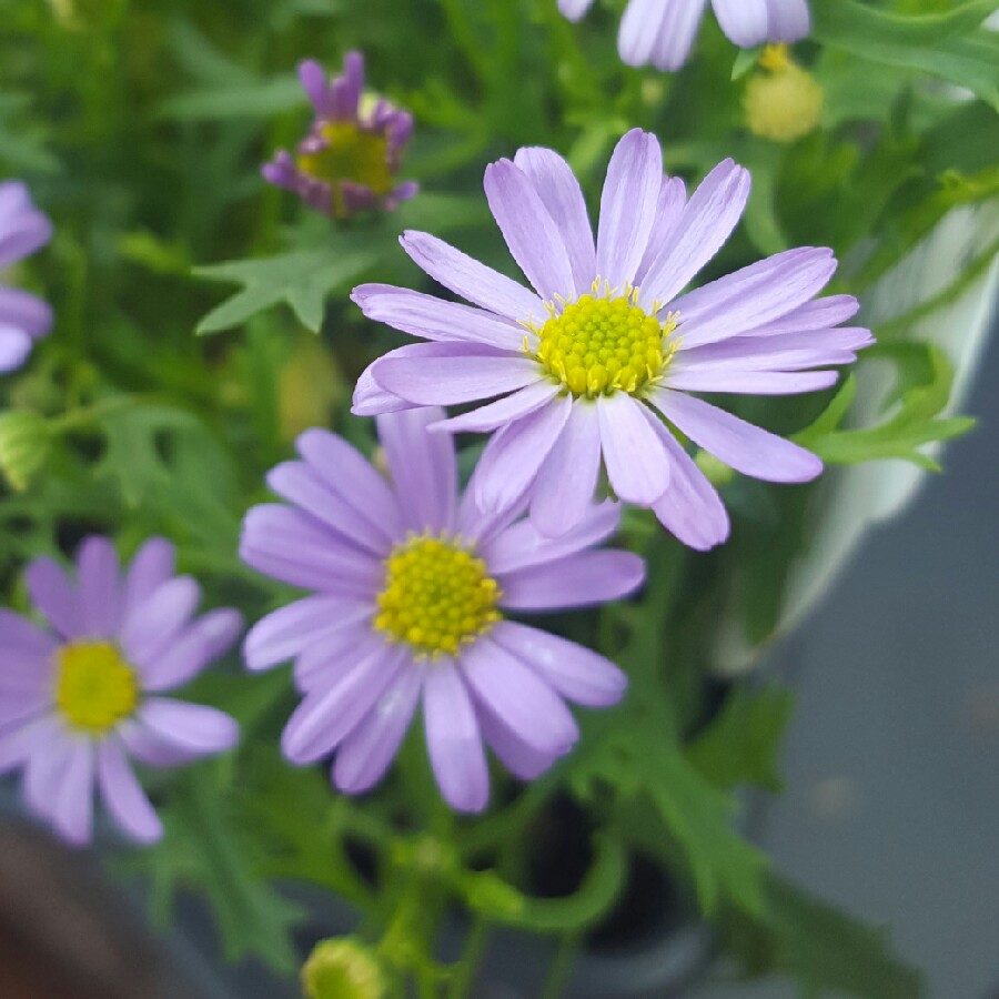 plant image 86033