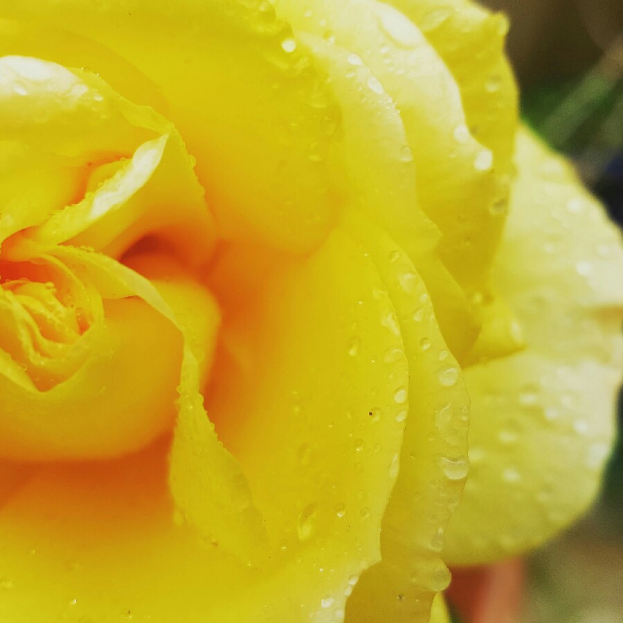 Rose (Hybrid Tea)