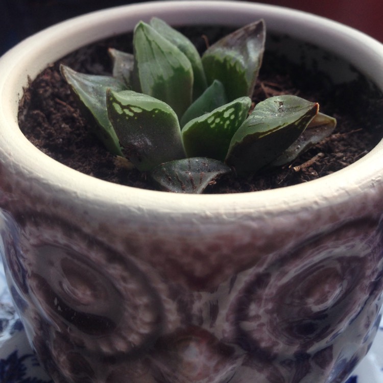 Plant image Haworthia pygmaea v. 'Argenteo Maculosa'