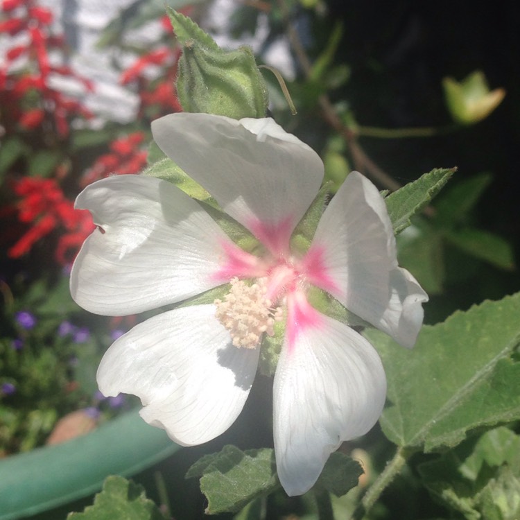 plant image 783524