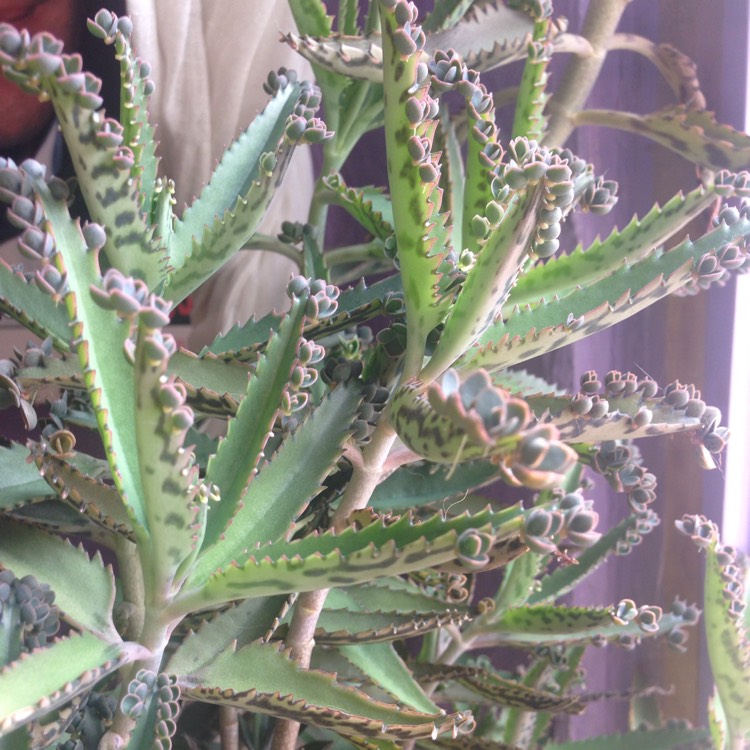Plant image Kalanchoe Tubiflora (Bryophyllum delagoense)
