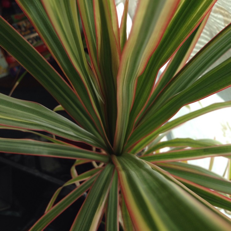 plant image 814623