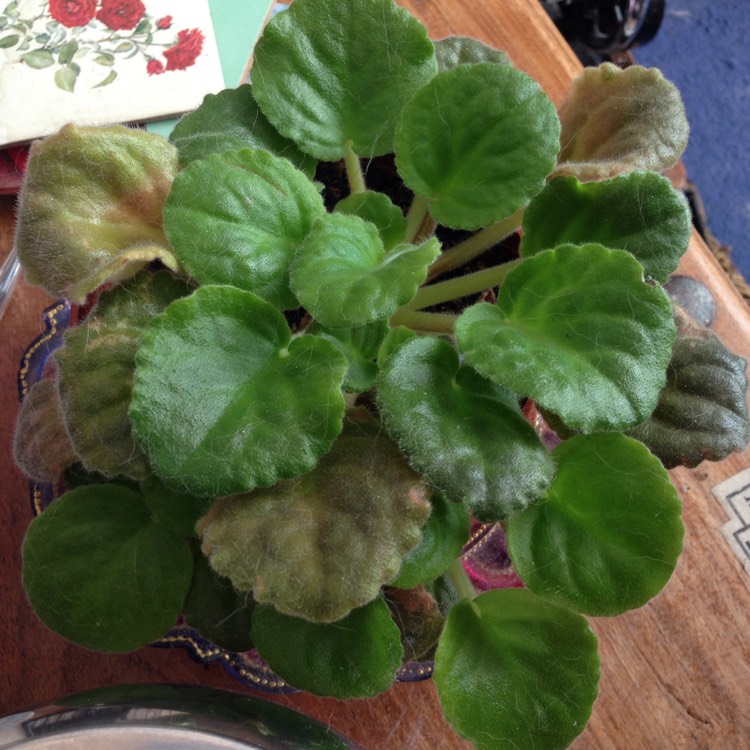 plant image 815993