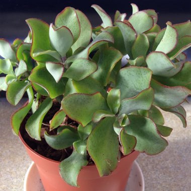 Crassula arborescens subsp. 'Undulatifolia'