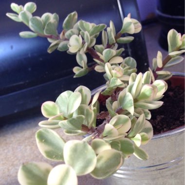 Portulacaria Afra Variegata