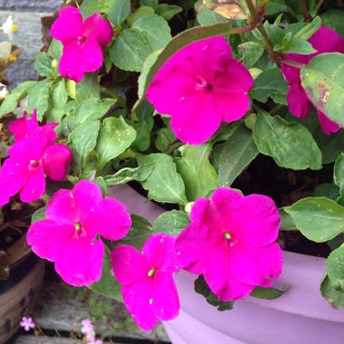 Impatiens walleriana